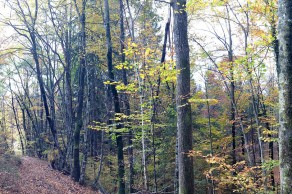 Naprej od Francetove jame nižinski hrastov gozd začne prehajati v predgorski bukov gozd