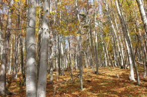 Predgorski bukov gozd pod Sv. Ano